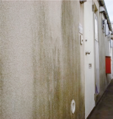 外壁カビの原因 発生しやすい条件 除去方法 除去費用まで全解説 外壁塗装 屋根塗装ならプロタイムズ